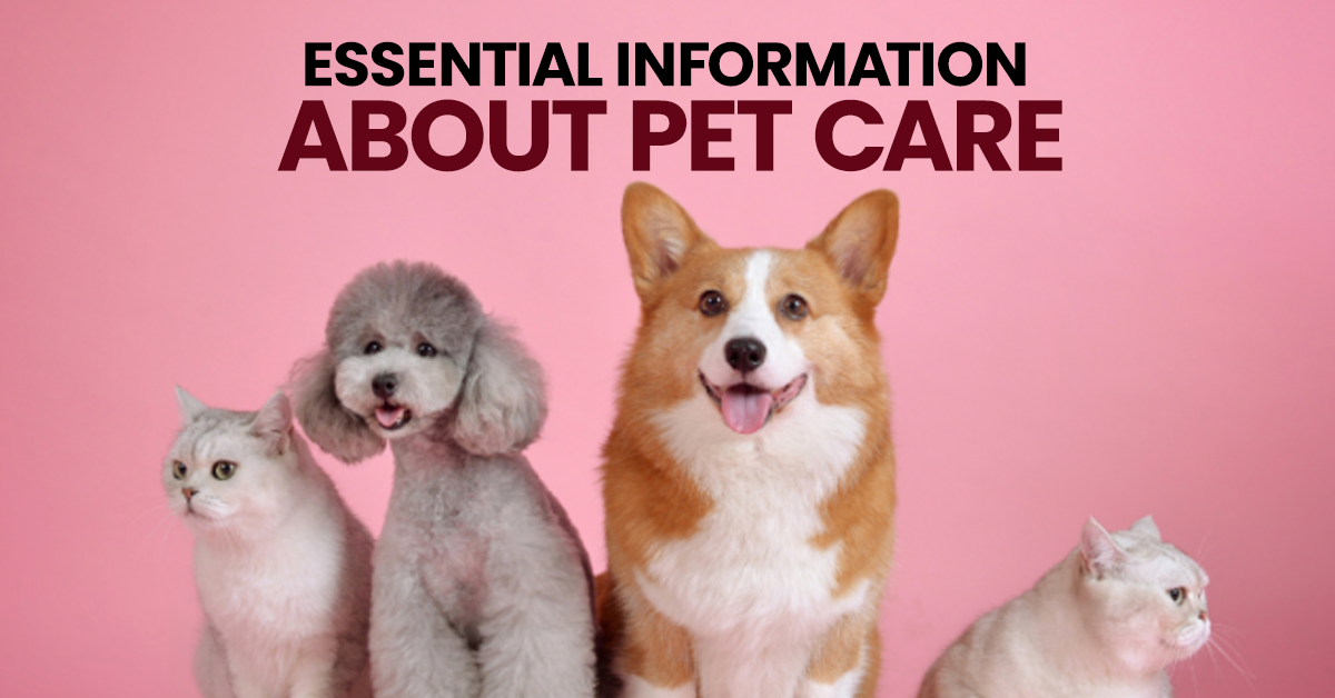 Essential Information About Pet Care