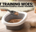 Toilet Training Woes: Strategies for Successful House Training