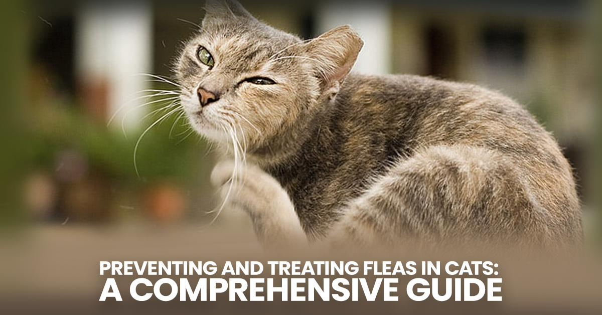 Preventing and Treating Fleas in Cats: A Comprehensive Guide