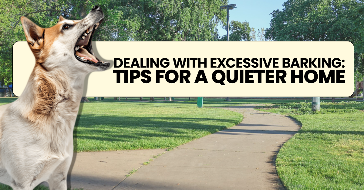Dealing with Excessive Barking: Tips for a Quieter Home