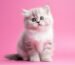 cat food